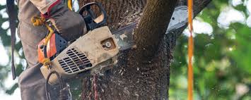 Best Seasonal Cleanup (Spring/Fall)  in North Fond Du Lac, WI
