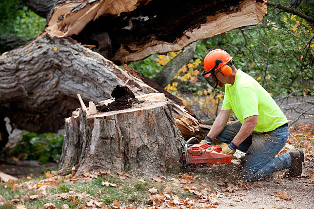 Best Stump Grinding and Removal  in North Fond Du Lac, WI