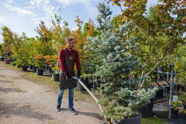 Best Storm Damage Tree Cleanup  in North Fond Du Lac, WI